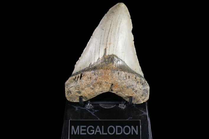 Fossil Megalodon Tooth - North Carolina #79909